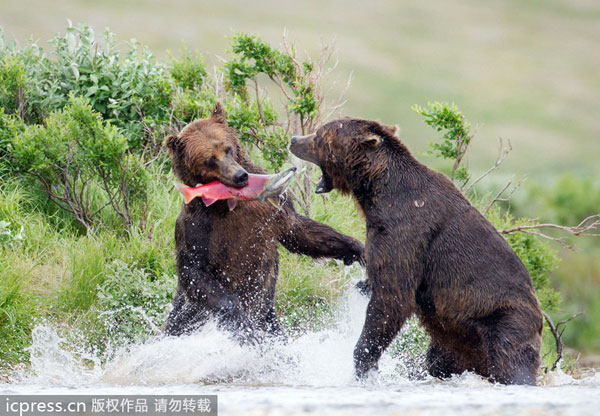 Bears fighting for salmon catch