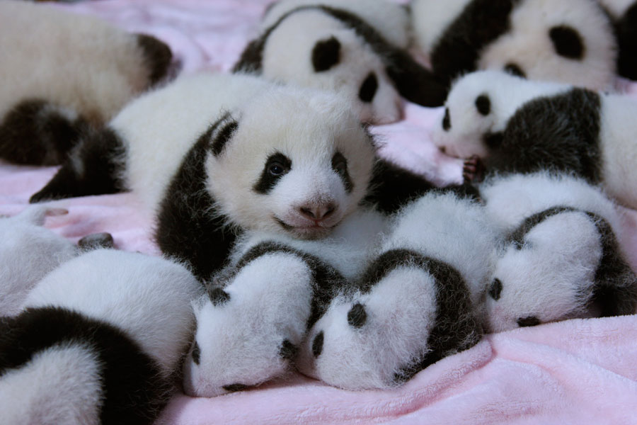 Newborn pandas growing in Chengdu