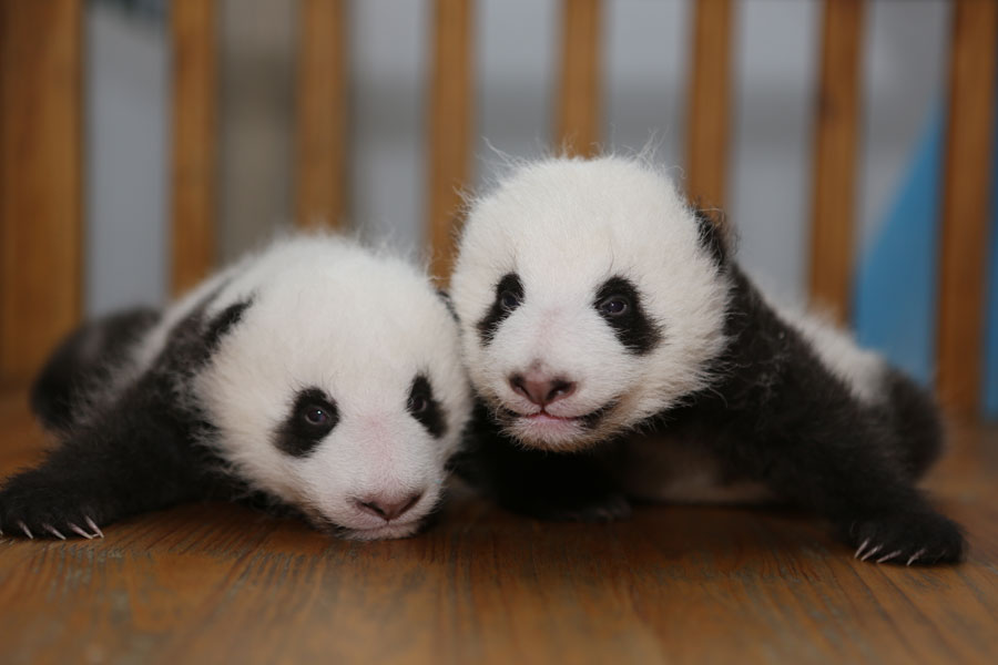 Newborn pandas growing in Chengdu