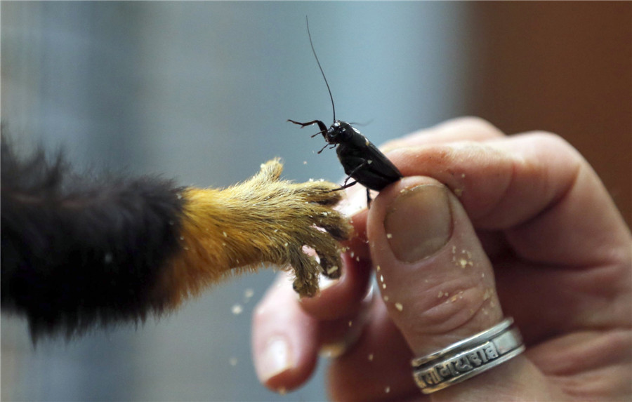 Private Palmyre Zoo in France