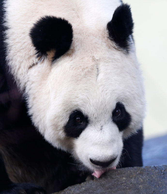 Giant pandas in UK to meet visitor during Christmas