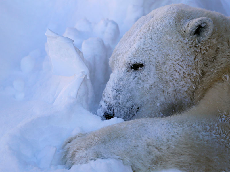 Polar bears enjoy some playful time