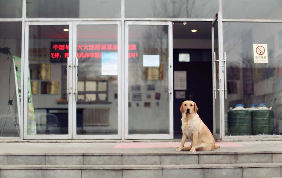 Guide dogs trained in NE China