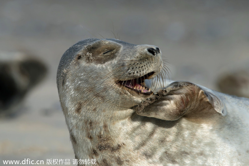 World Smile Day special: Grinning animals