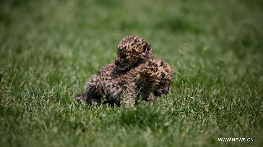 Newborn leopard cubs seen at Shenyang zoo