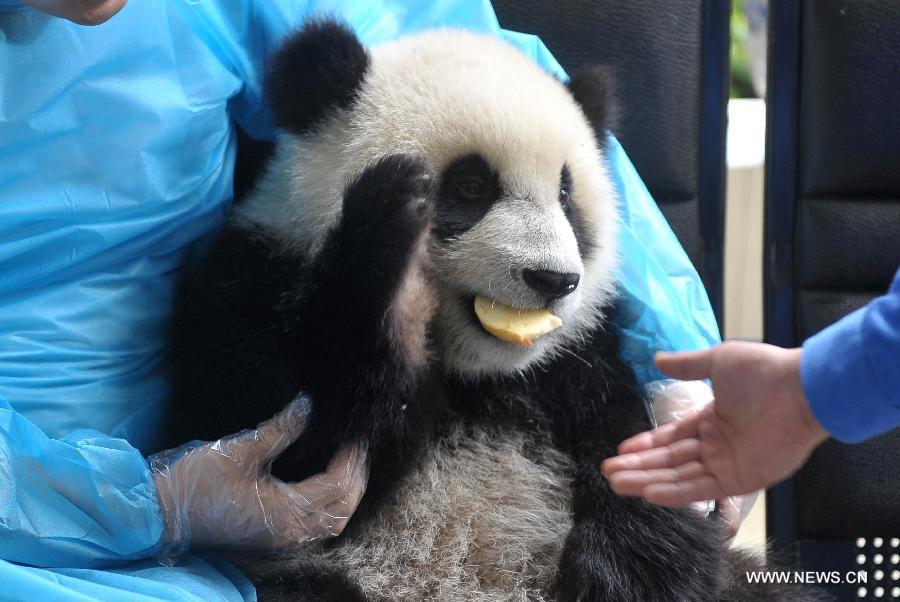 Giant panda cubs have fun at 'kindergarten'