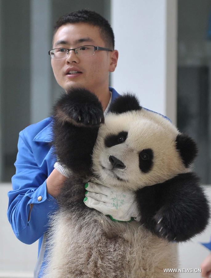 Giant panda cubs have fun at 'kindergarten'