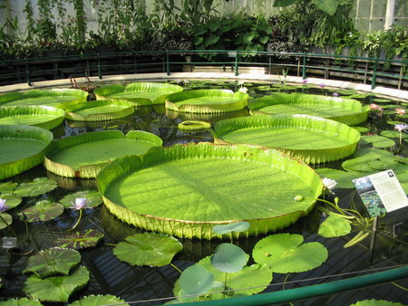 A Boat of A Leave - Royal Water Lily