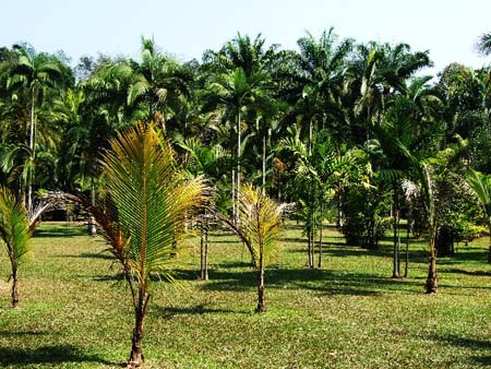 The Palm Garden