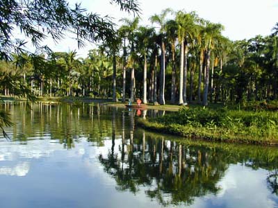 The Palm Garden