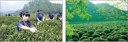 Tea culture lives at Hangzhou expo