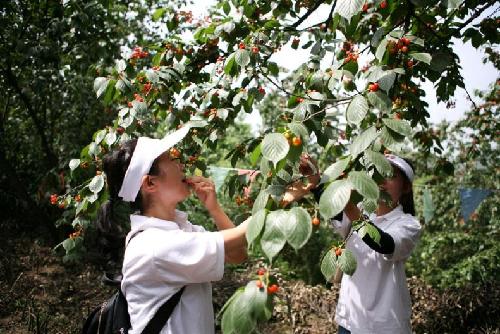 Chengdu Cherry Festival kicks off