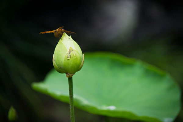 Lotus blooms the beauty of Hangzhou