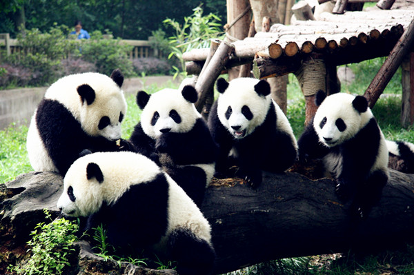 Happy panda families