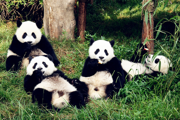 Happy panda families