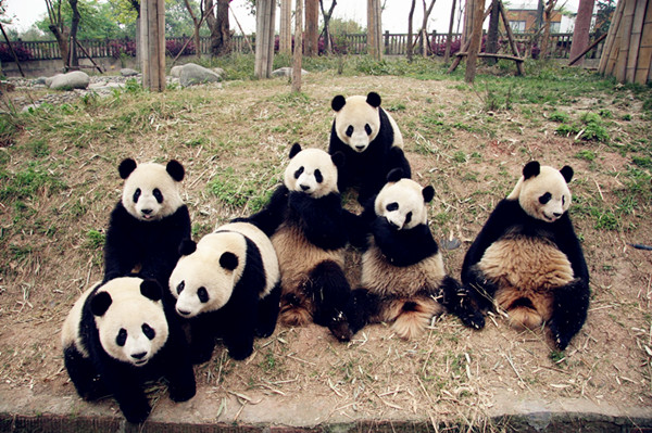 Happy panda families