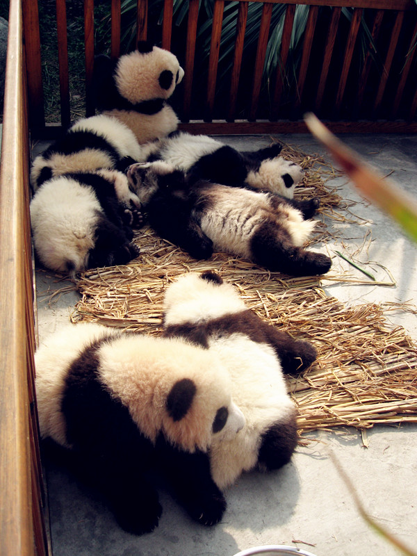 Happy panda families