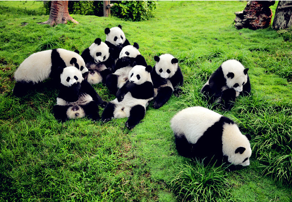 Happy panda families