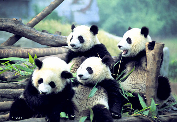 Happy panda families