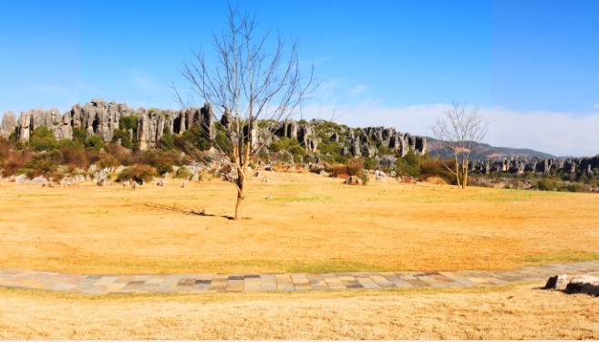 Stone Forest