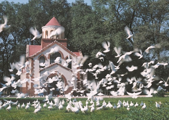 Doves on the grassland