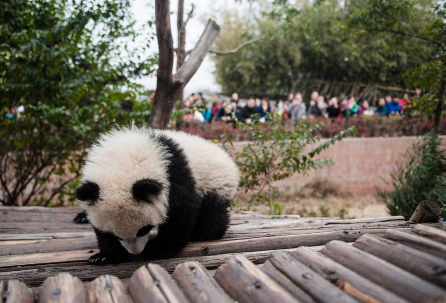 Panda-themed carnival delights tourists in Chengdu