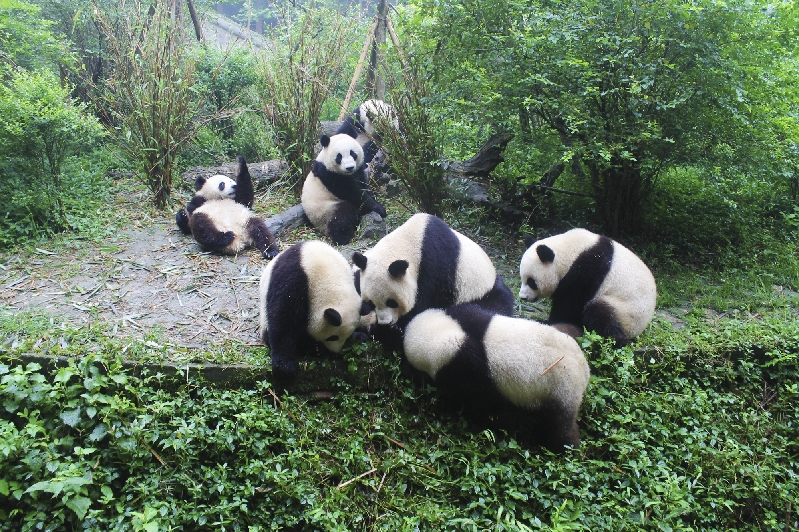 Giant pandas