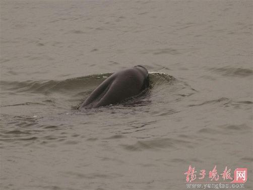 Finless porpoise show up at waters in Nanjing