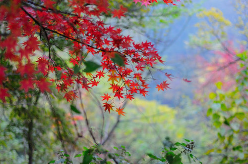 Colors of autumn in Nanjing