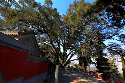 VII. Gingko leaves in temples