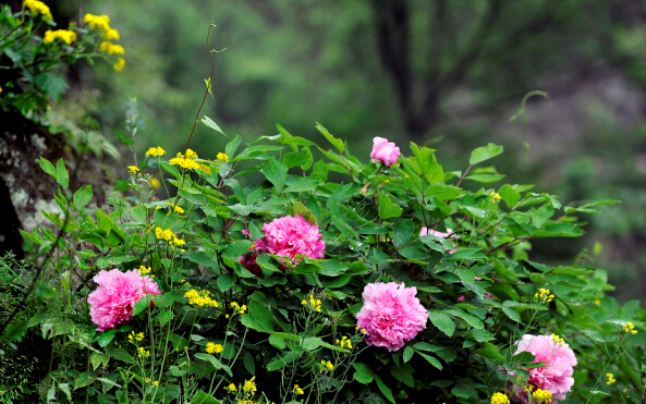 Tree peony