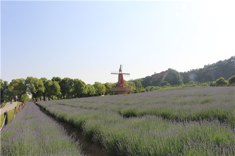 Xuelang Mountain covered in a purple haze of lavender