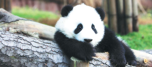 City's fortunes inextricably linked to those of giant pandas