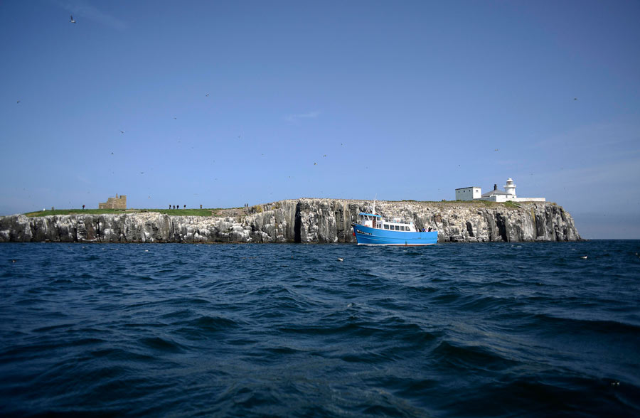 A British heaven island for wildlife