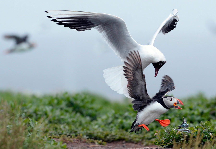 A British heaven island for wildlife