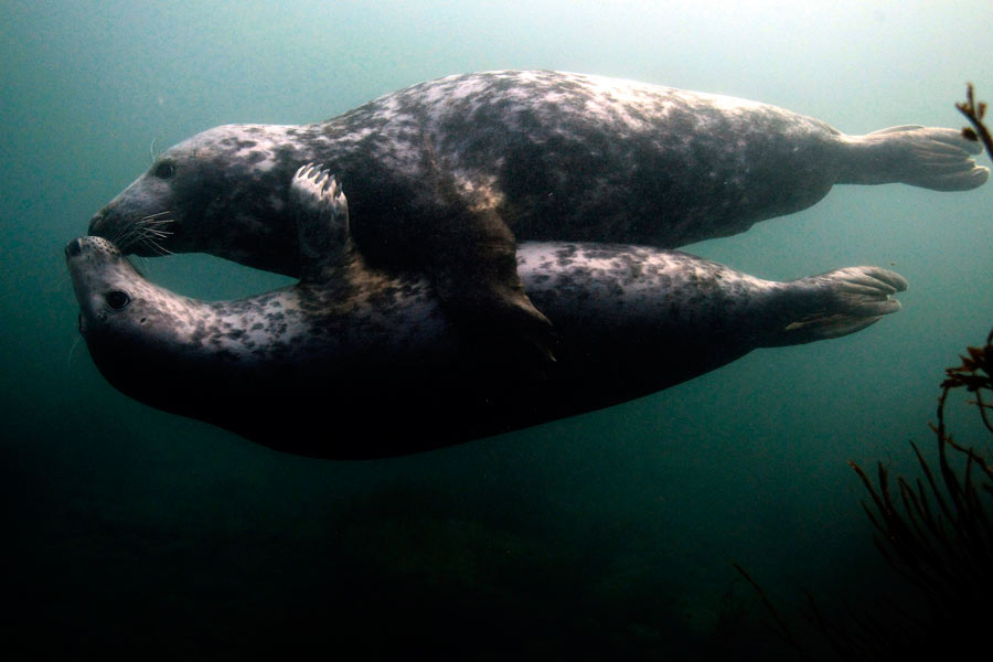 A British heaven island for wildlife