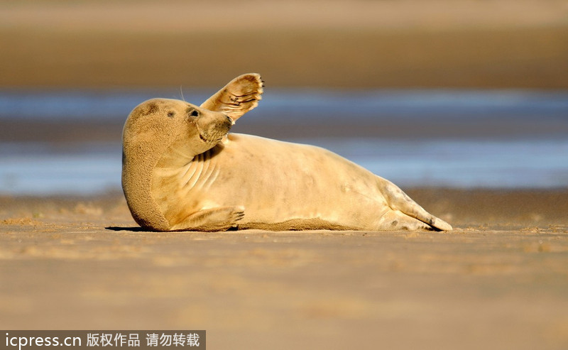 Cuddly seal enjoys some me time