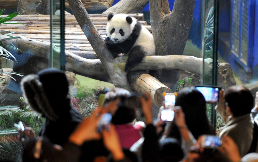 First Taiwan-born panda makes public debut