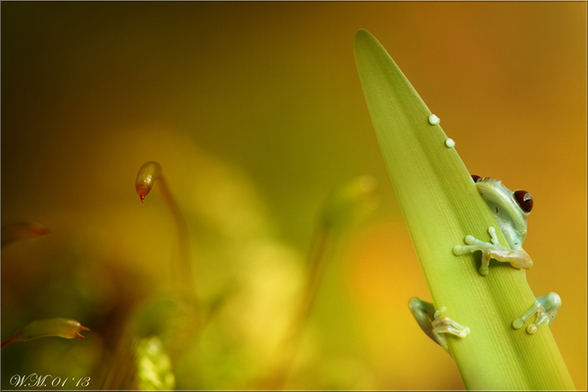 攝影師拍雨林樹蛙賣萌：眼睛通紅色彩斑斕