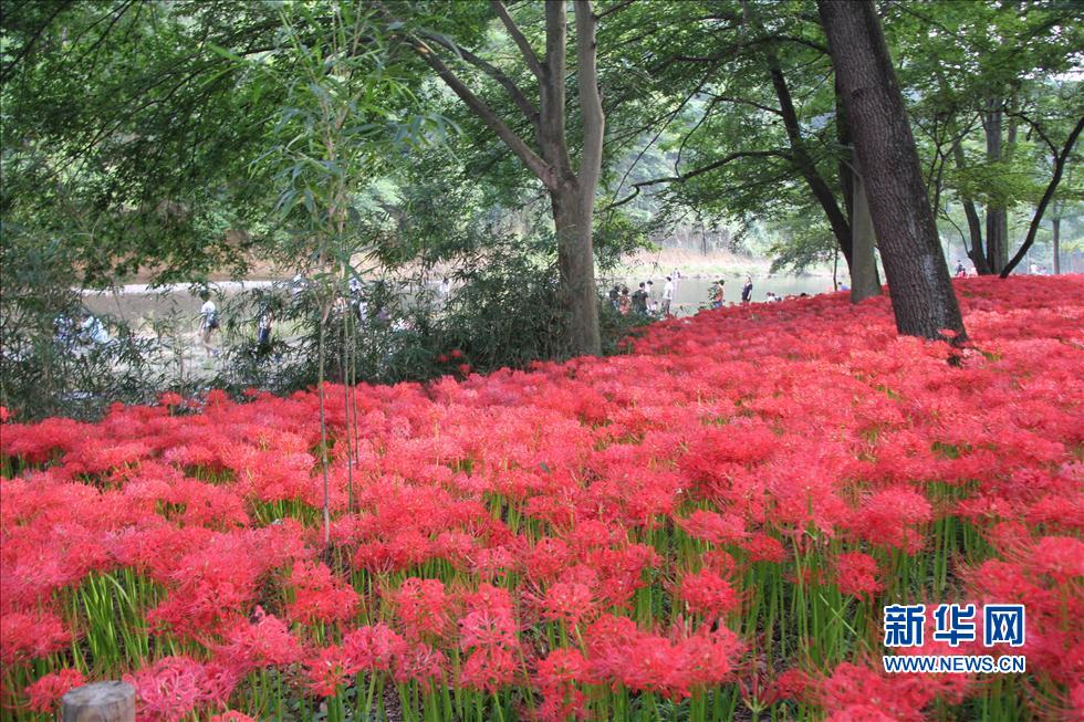 日本最大的曼珠沙華簇生地迎來花開時節(組圖)