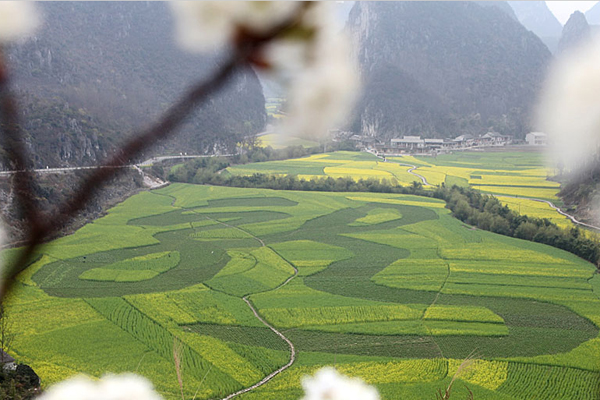 Huge 'dragon' soars from cole flower field in SW China