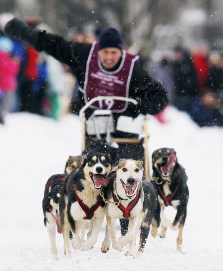 Dog sled race