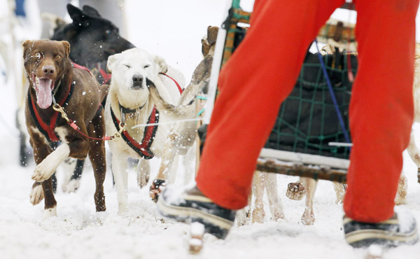 Dog sled race