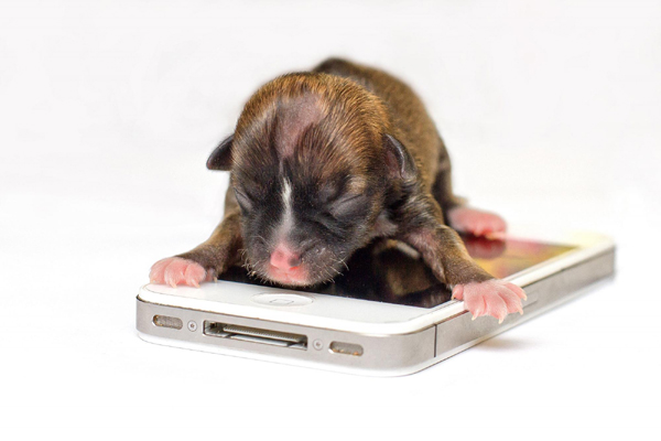 Miniature puppy born in California