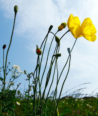 The flower landscape of Bashang Grassland