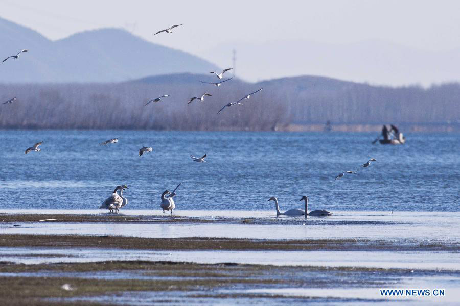 White swans on Cuiping Lake in Tianjin