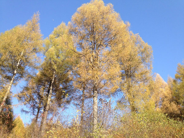 Scenery of Changbai Mountain