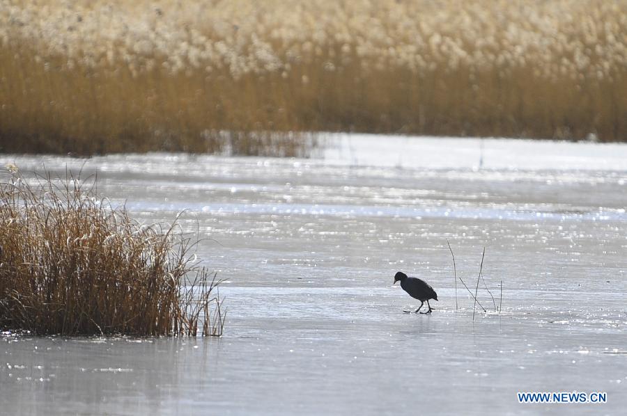 Scenery of Lhalu Wetland in Lhasa