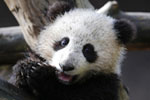 Rare panda cub plays to the gallery at San Diego Zoo