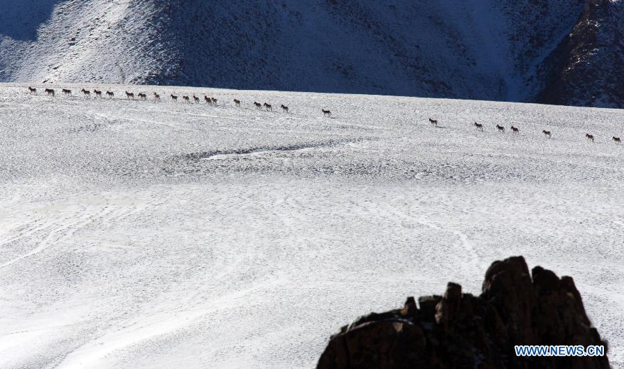 Wild animals on Haltern Plateau in NW China's Gansu